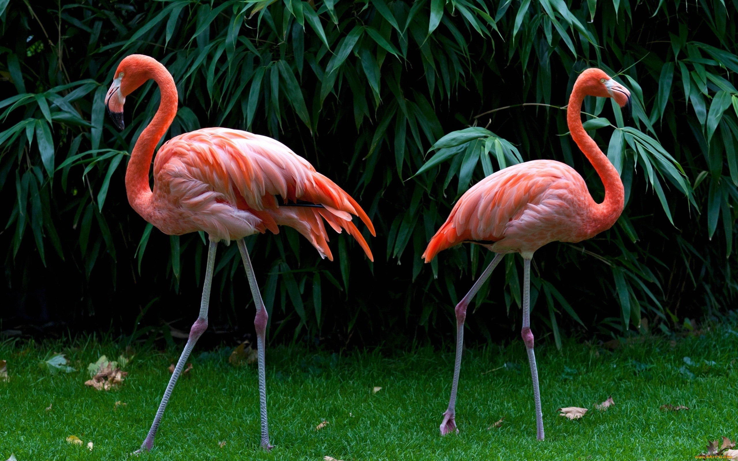 Фламинго / © Flickr.